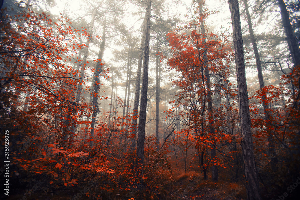 misty autumn forest 
