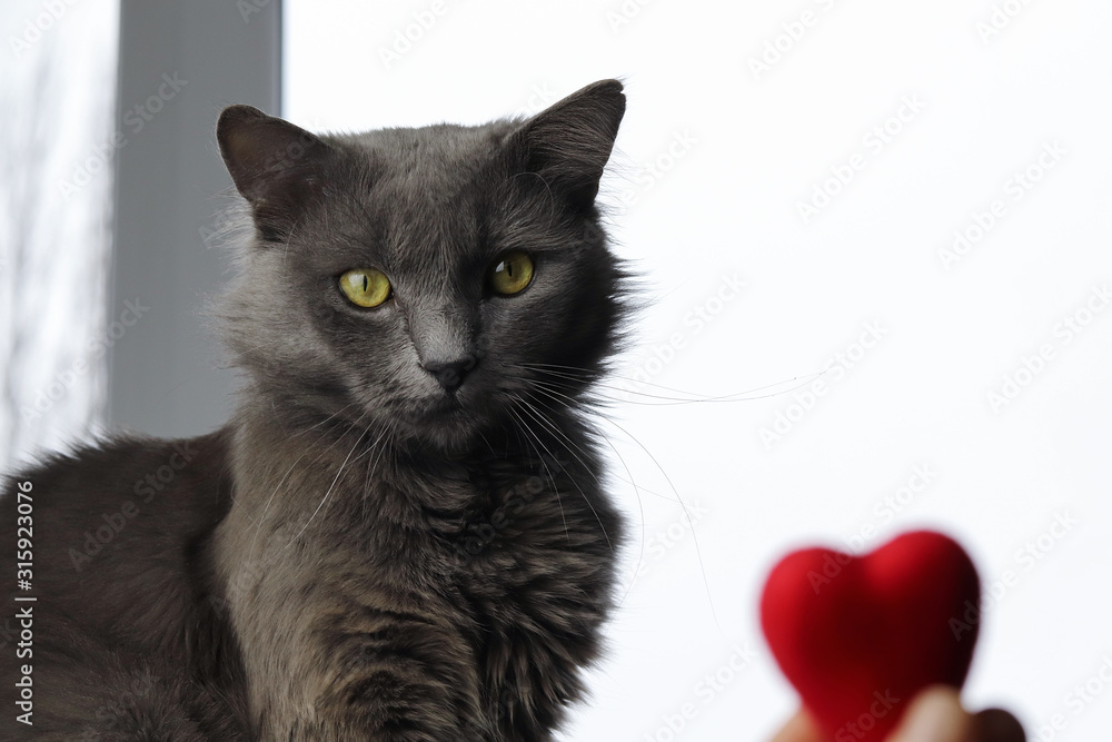 Gray fluffy Nebelung cat and a red heart on a white background. Romance, love card. Copy space - concept pet and holidays Valentine's Day and March 8th.