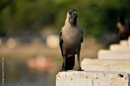crow with sunset on its eyes