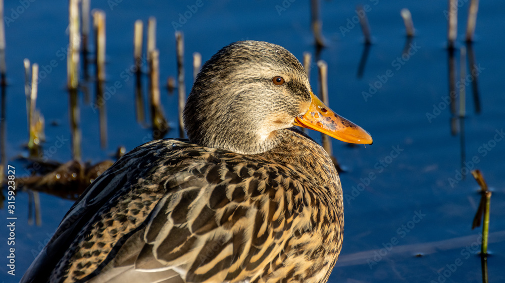 Fototapeta premium Stockente