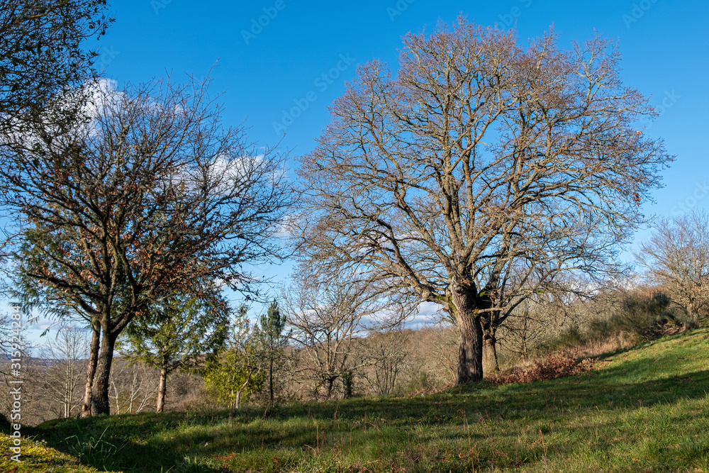 Oak forest on a sunny winter day. Galicia, Spain. Oak forest on a sunny winter day. Galicia, Spain.
