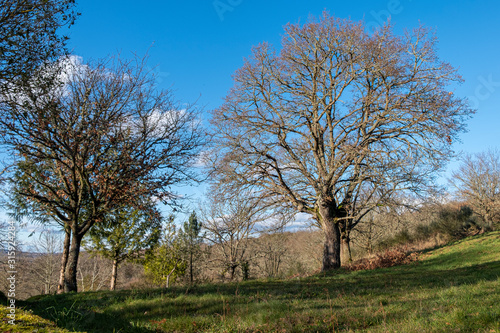 Oak forest on a sunny winter day. Galicia, Spain.