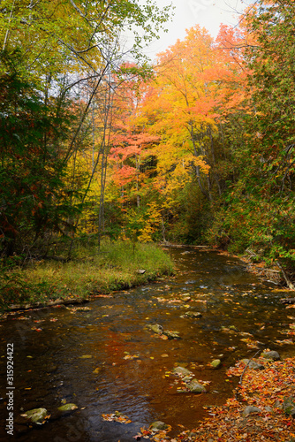 Red Maple trees in the Fall on the Boyne River at Hoggs Falls Flesherton Ontario © Reimar