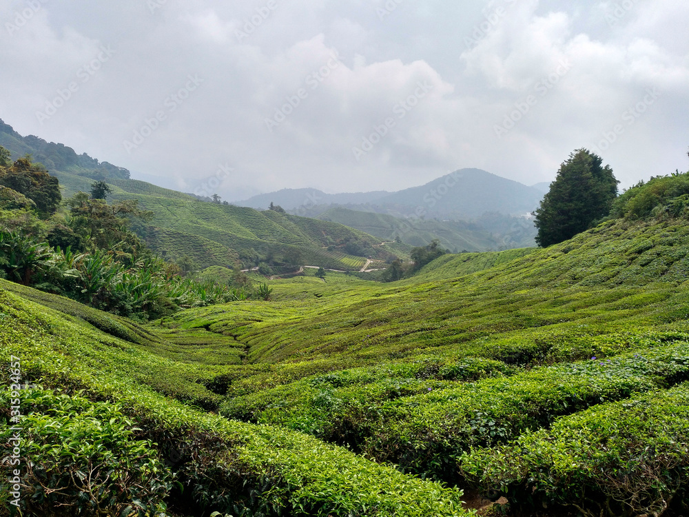 inside the tea plantation
