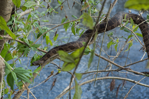 Florida banded water snake, Nerodia Fasciata in natural habitat.