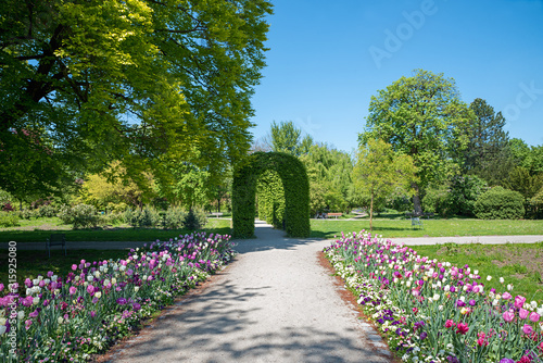 Tulpenbeet und grüner Bogen im Rosengarten, Spazierwege im Münchner Stadtpark Untergiesing im Frühling