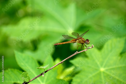 dragonfly on a leaf