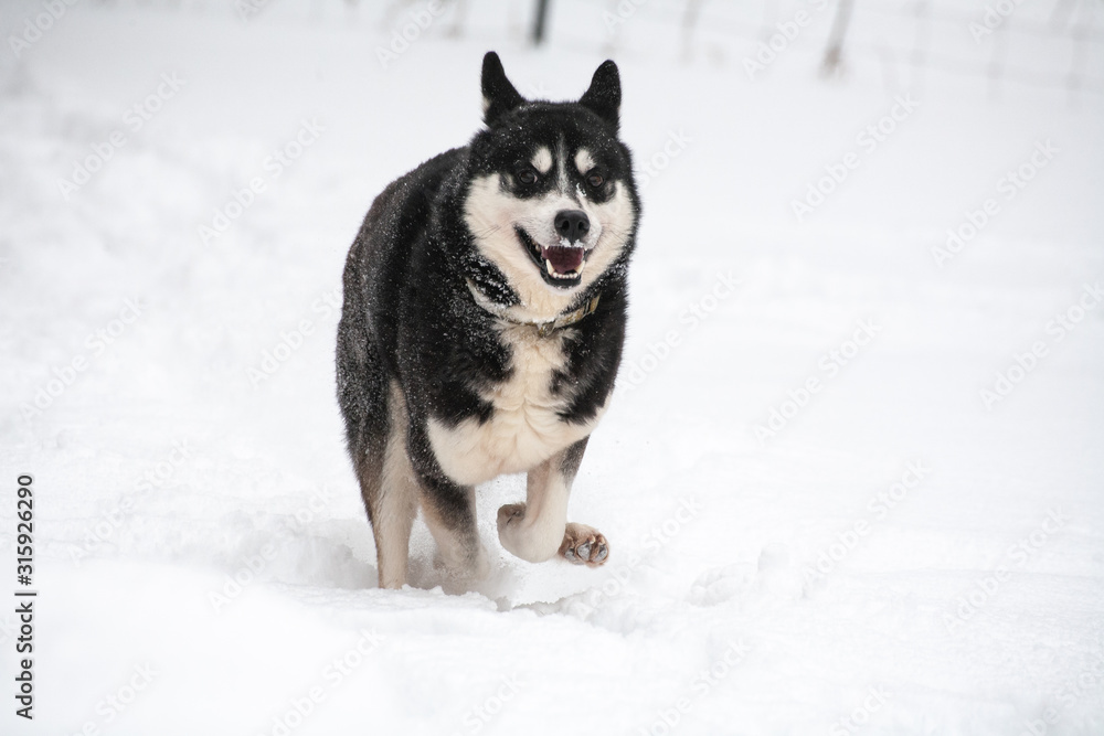 siberian husky having fun on a cold winter day siberian husky having fun on a cold winter day