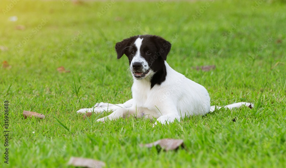 dog on green grass