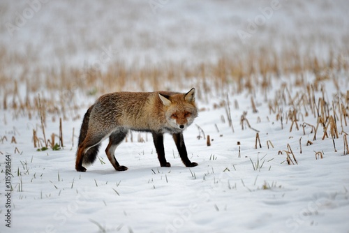 red fox in snow landscape © yvonne