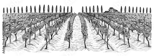 Fotografie Vineyard landscape with building on the hill and trees beside