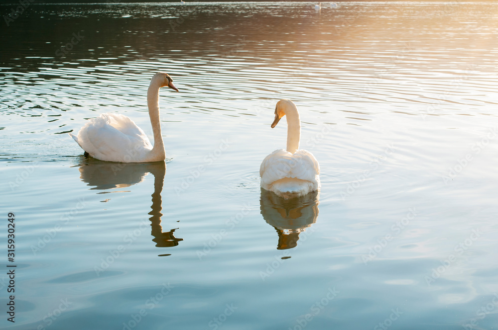 Fototapeta premium white swans on an autumn lake on a sunny day