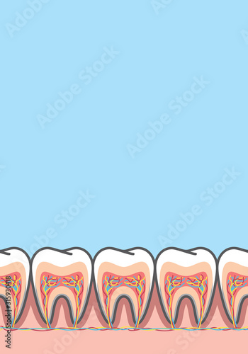 Blank banner Cross-section structure inside tooth illustration vector on blue background. Dental concept.