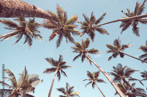 Looking up at coconut palm trees against the blue sky, color toning applied.