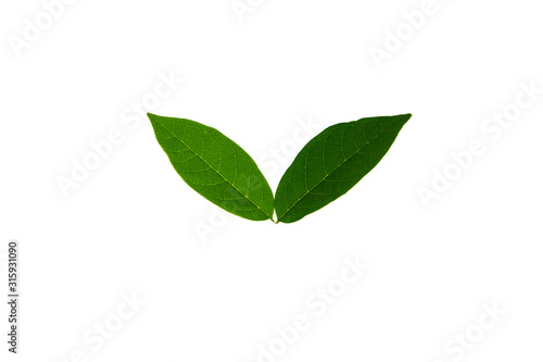 Fresh green leaves isolated on white background.