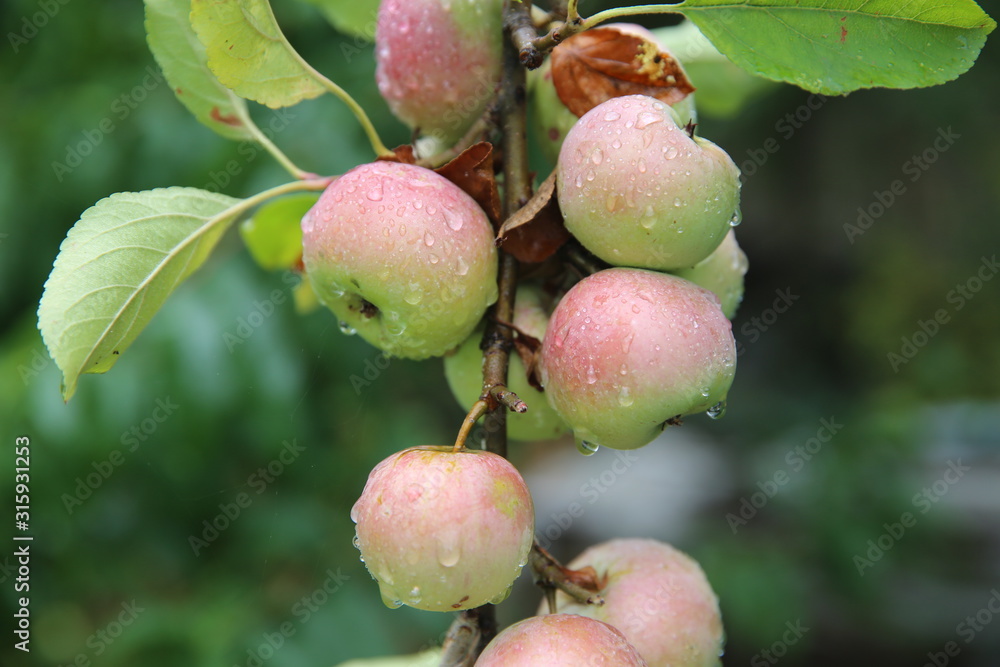 Shiny delicious apples hanging from a tree branch in an apple orchard . Red ripe apple in the dew after rain on tree soft-focus in the background. Red delicious apple with water drops. Shiny delicious apples hanging from a tree branch in an apple orchard . Red ripe apple in the dew after rain on tree soft-focus in the background. Red delicious apple with water drops.