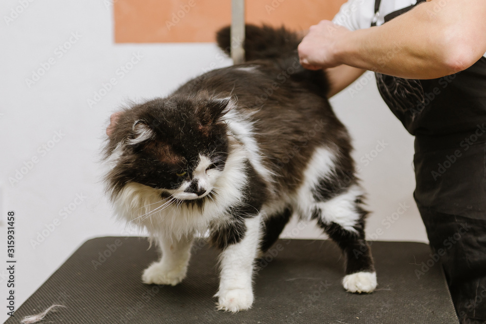 Professional cat grooming in grooming salon. Combing out cat.