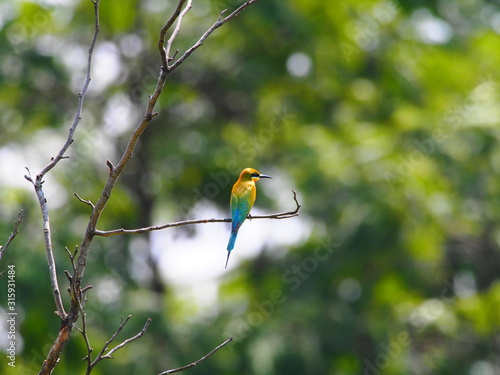 Green Bee eaters standing on branch. photo