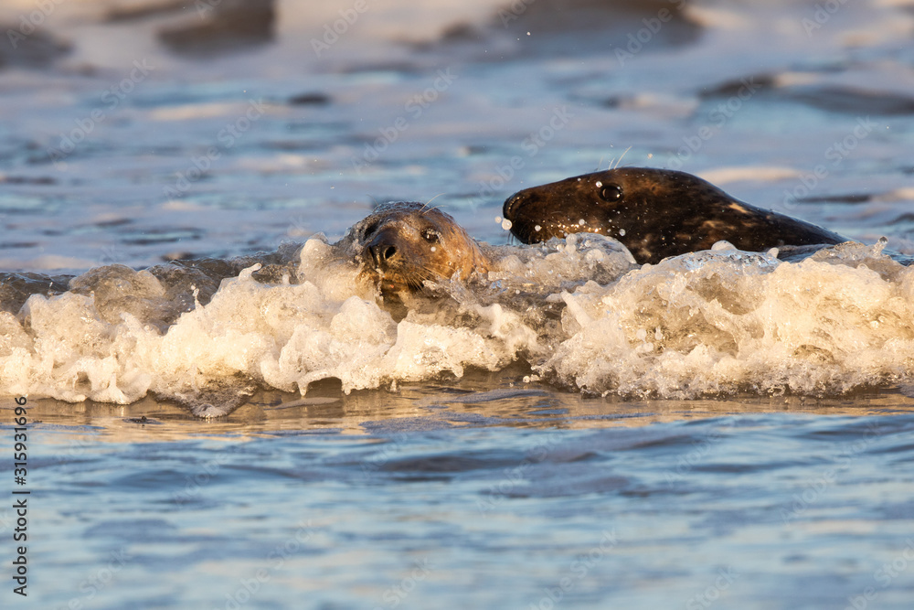 Fototapeta premium Grey seals in water at sunset splashing waves