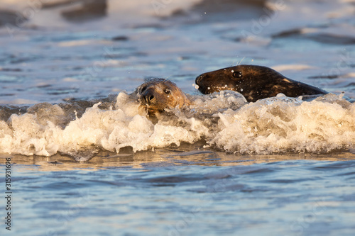 Grey seals in water at sunset splashing waves © Hedvika