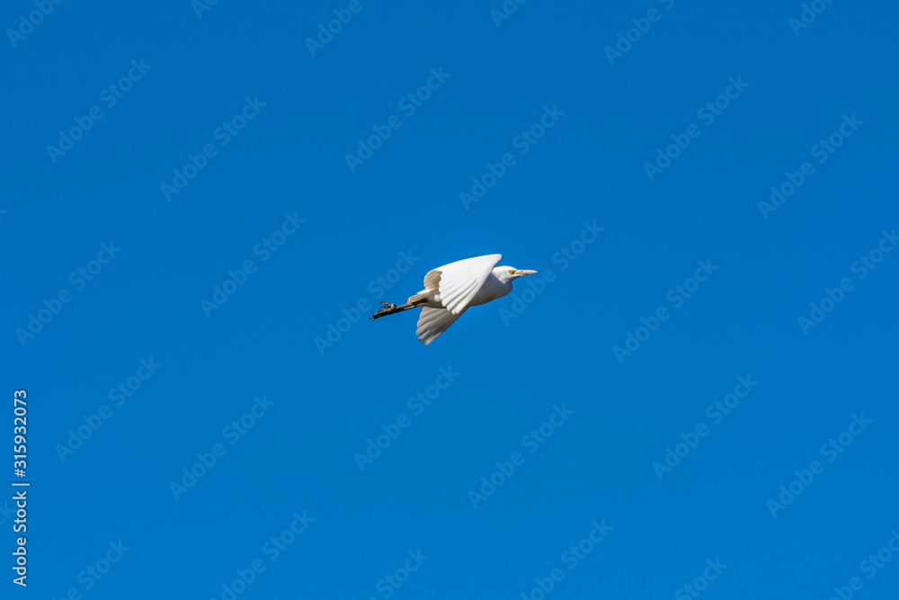 Fototapeta premium cattle egret flying