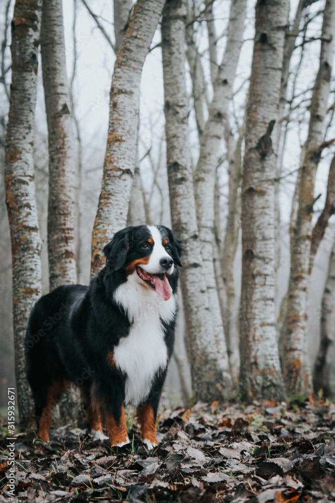 Bernese mountain dog posing in Lithuania fog. Beautiful Lithuanian park in Panemune.	