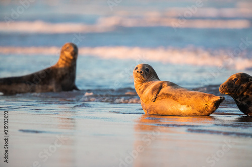 Grey seals in water at sunset splashing waves photo