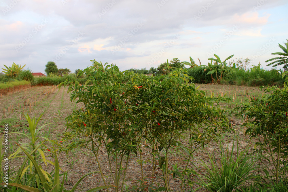 Chilli plants that grow in the village
