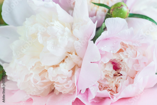 Pink peonies with waterdrops close up