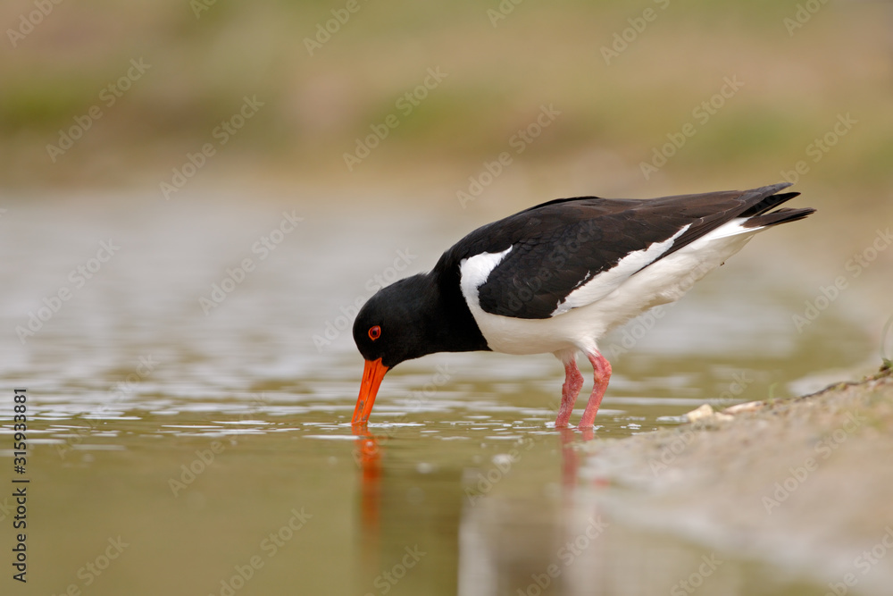 Austernfischer Haematopus ostralegus Austernfischer Haematopus ostralegus