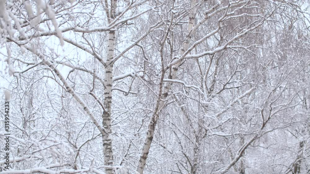 Snow falling at the birch trees. Trees under the snow, snowfall in the park. Winter background Snow falling at the birch trees. Trees under the snow, snowfall in the park. Winter background