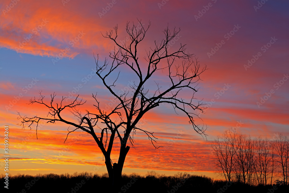 Landscape of bare trees in a winter landscape silhouetted against a colorful dawn sky, Fort Custer State Park, Michigan, USA Landscape of bare trees in a winter landscape silhouetted against a colorful dawn sky, Fort Custer State Park, Michigan, USA