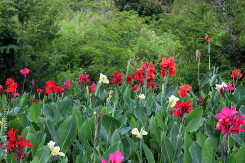 A variety of colorful flower plants in a recreational park