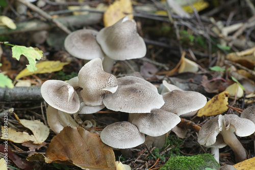 Tricholoma scalpturatum, known as the Yellowing Knight mushroom, wild mushrooms from Finland photo