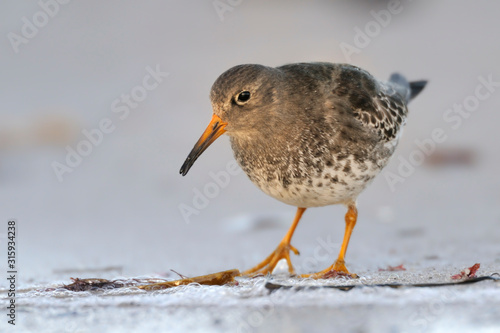 Wallpaper Mural Meerstrandläufer Calidris maritima Torontodigital.ca