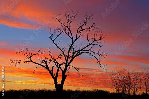 Landscape of bare trees in a winter landscape silhouetted against a colorful dawn sky, Fort Custer State Park, Michigan, USA