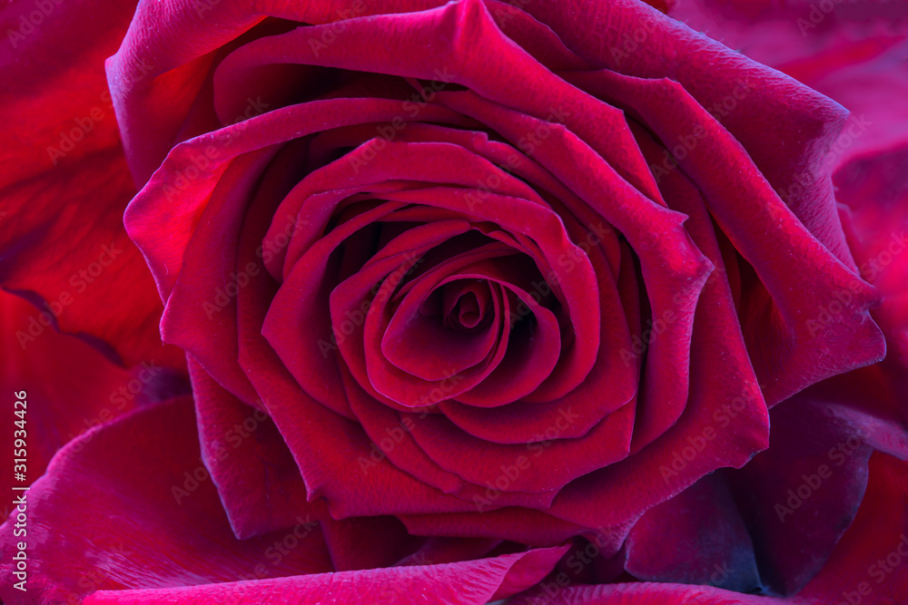 red rose bud closeup (macro) red rose bud closeup (macro)
