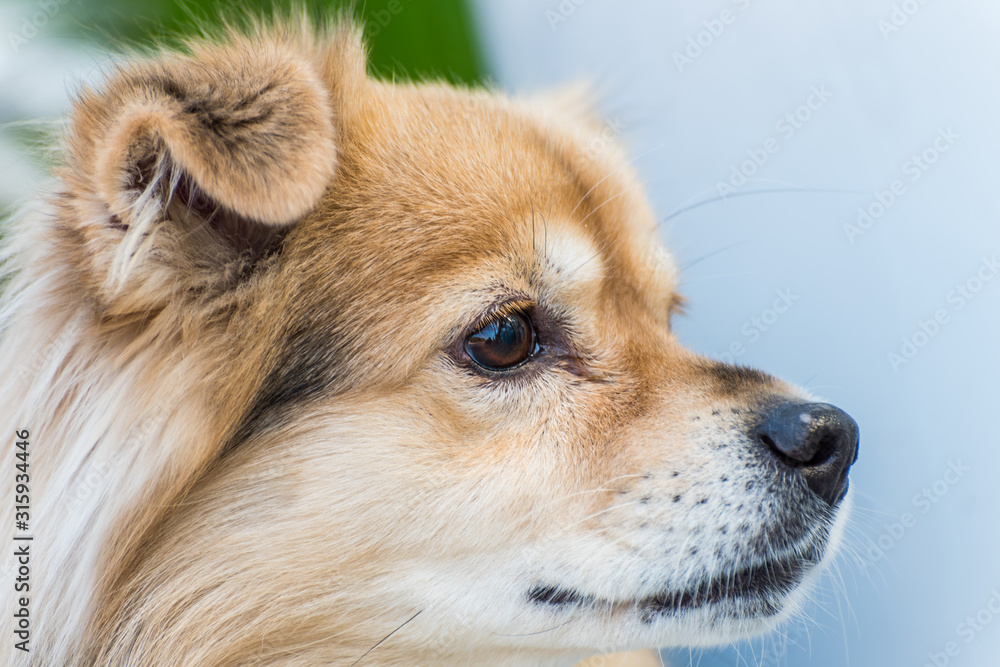 Close-up of a Tibetan Spanie young blond Tibetan Spanie Close-up of a Tibetan Spanie young blond Tibetan Spanie