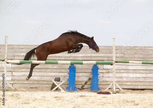Training a young horse to free jump  in the arena