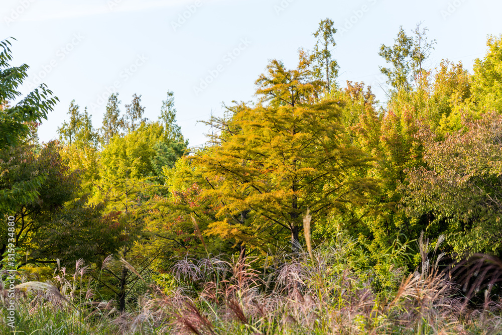 Autumn view of green trees at the Seoul forest park in downtown of Seoul, in South Korea