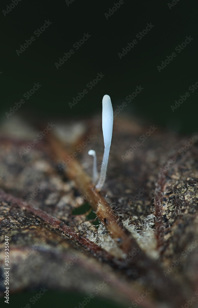 Obraz premium Typula setipes, a clavarioid fungus with no common english name, wild mushrooms from Finland