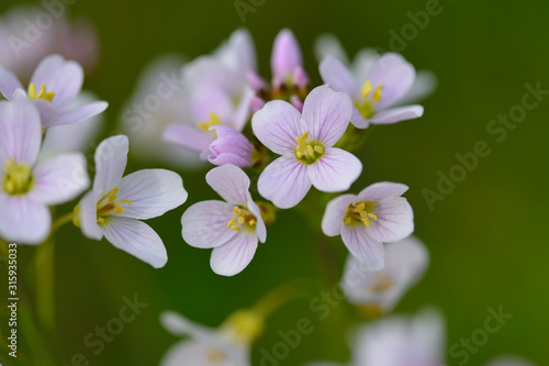 Wiesen-Schaumkraut (Cardamine pratensis)