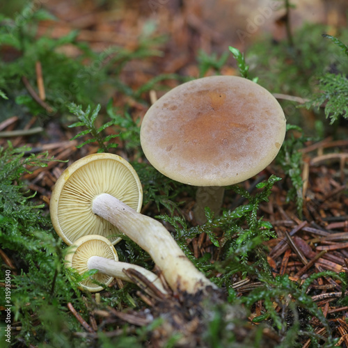 Rugosomyces onychinus, known as lilac domecap, wild mushroom from Finland