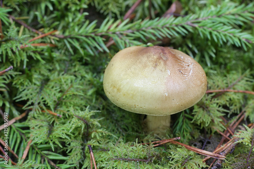 Tricholoma frondosae (Tricholoma equestre var. populinum), known as man on horseback or yellow knight, wild mushrooms from Finland photo