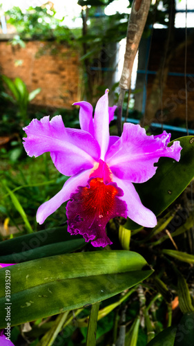 Violet Cattleya a beauty orchids. Cattleya lueddemanniana.This beautiful Cattleya species is very easy to grow and adapts very quickly to new environments which is why it is recommended for the beginn photo