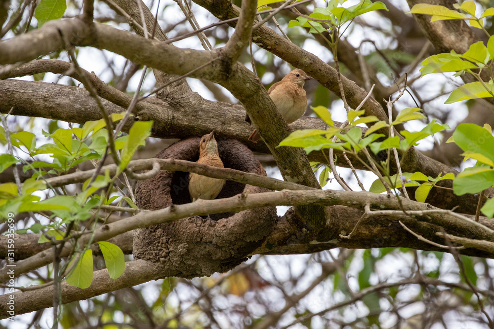 Ein Paar Rosttöpfer bauen an ihrem Nest in einem Baum