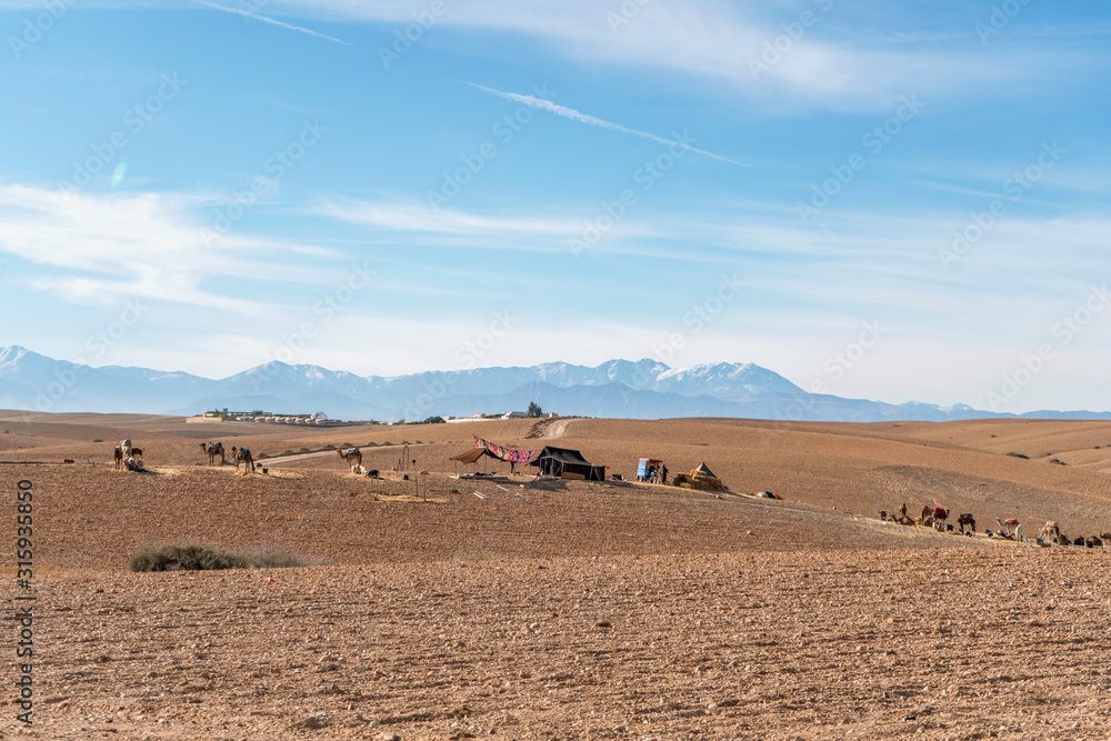 Obraz premium Camel caravan and tent on Agafay desert and Atlas Mountains, Morocco