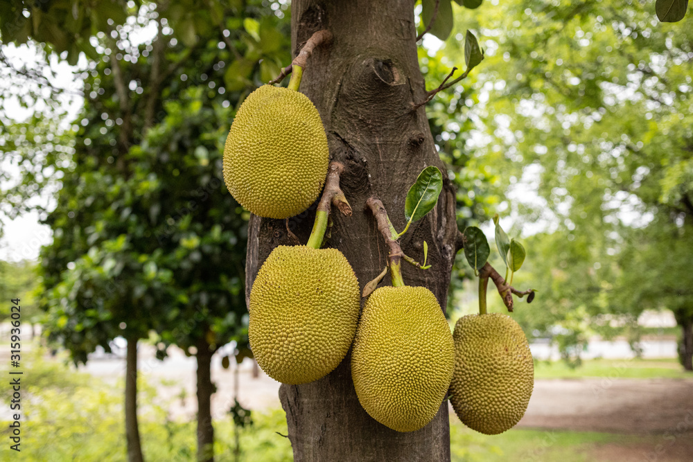 Jaca, jaqueira, Artocarpus heterophyllus, pé de jaca Jaca, jaqueira, Artocarpus heterophyllus, pé de jaca