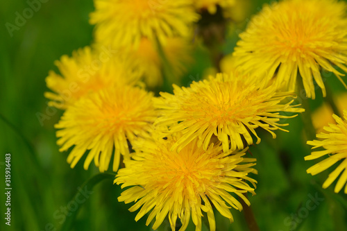 Gewöhnlicher Löwenzahn (Taraxacum sect. Ruderalia) 