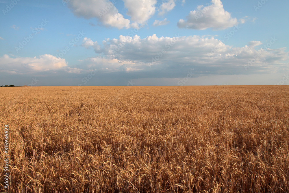 Field of wheat of golden color against the background of rain clouds and blue sky